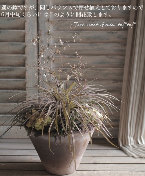 tef*tef*󤻿<BR>2015 * no68 *<BR><BR>ץΡߥ㡼