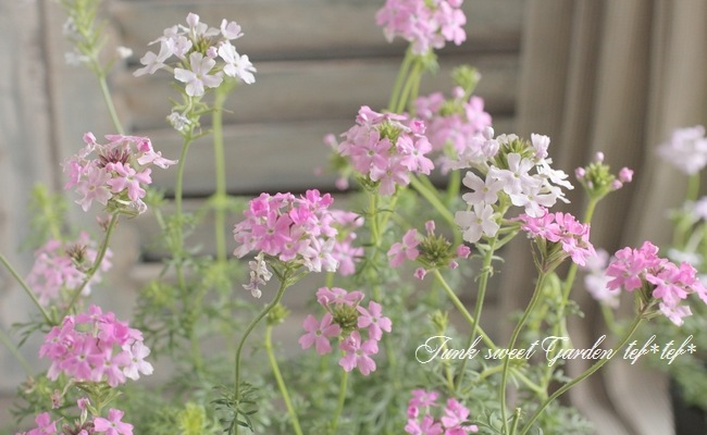 <i>Verbena tenera<i><BR><BR>�ɺ��С��٥�<BR>�С��٥ʥϥ��֥�åɸ���<BR>�إ��󥰥��MIX��