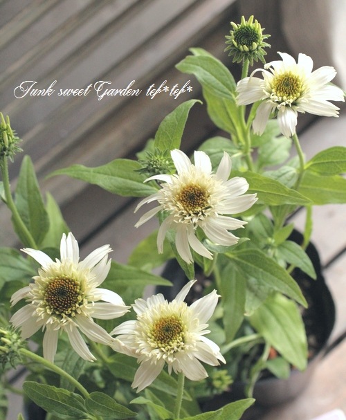 八重咲きエキナセア 『ホワイトダブルデライト』 植えっぱなしOK