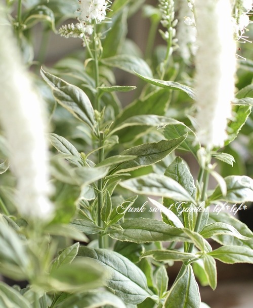 ������ɺ��٥��˥����إ��㡼���åȡ�