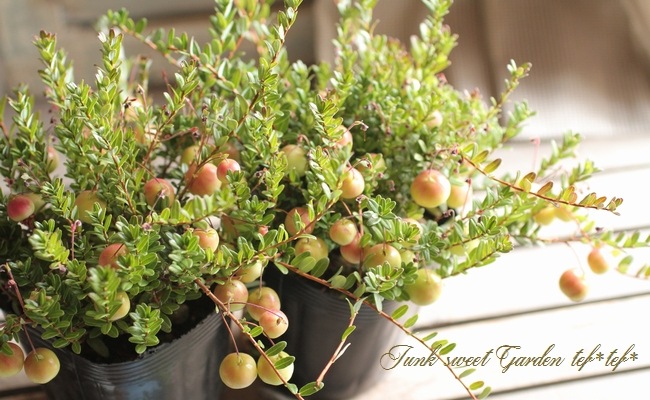 クランベリー 和名 つるこけもも ロング丈 すべての商品 Junk Sweet Garden Tef Tef