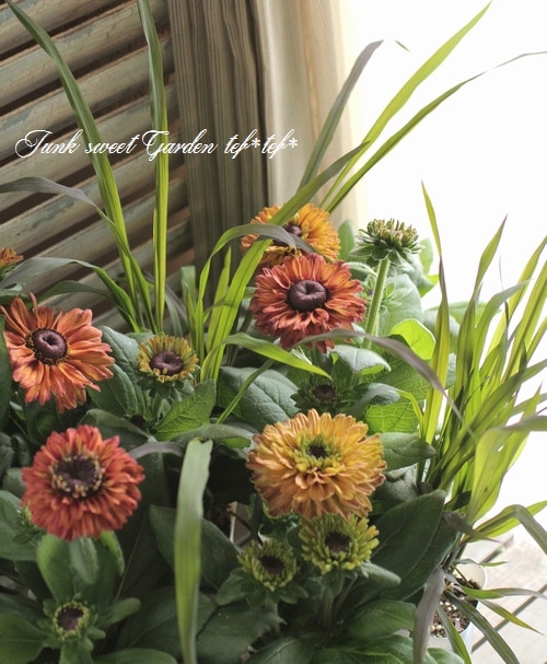 八重咲きルドベキア ルビールビー すべての商品 Junk Sweet Garden Tef Tef