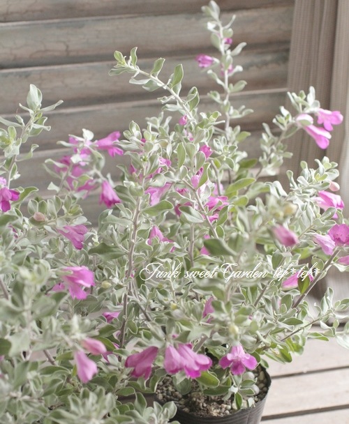 レウコフィルム・フルテッセンス』 | すべての商品 | | Junk sweet