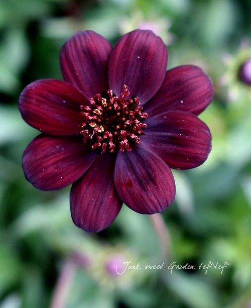 チョコレートコスモス チョコレートコスモス | オザキフラワーパーク | オザキフラワーパーク