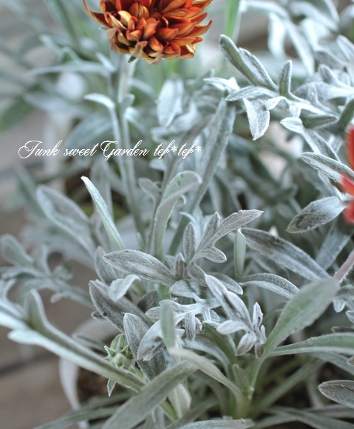 ɺȬź餭˥إ󥸥󥹥ѡ