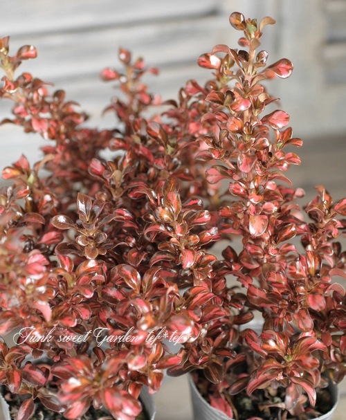 ץޡإ֥˥󥰥١ͼƤƤ