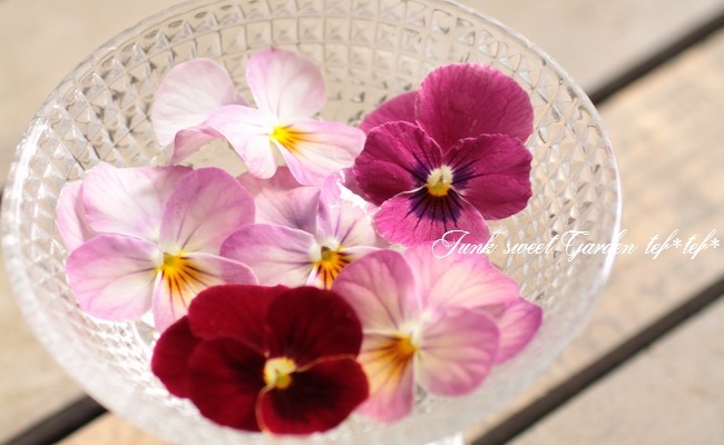 ◆◆専用ＦＲ1♥ スイーツMIXビオラ 🍰🌸【スイーツMIXビオラ 入荷しました！】🌸🍰 まるでスイーツのよう