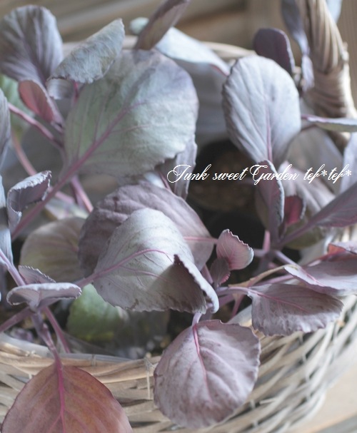 <i>Brassica oleracea var. capitata</i><BR><BR>֥٥</i><BR>إѥӡ