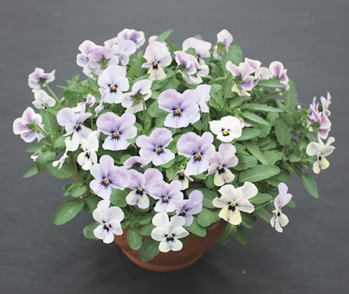 6_000000005294.jpg?1678209903