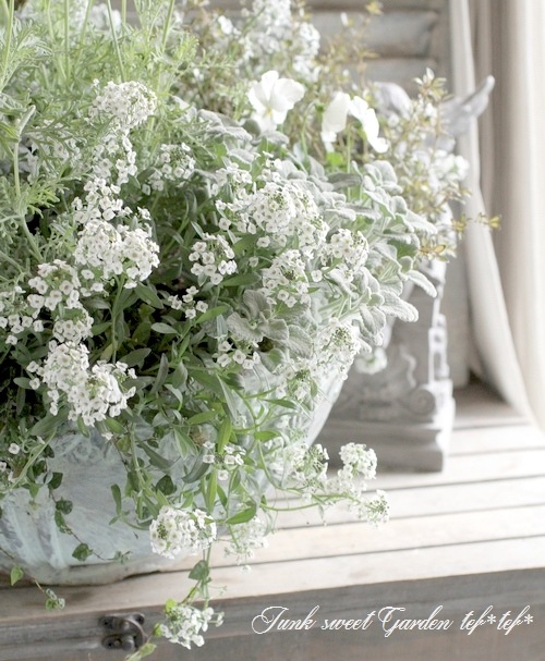 <i>Lobularia hybrid</i><BR><BR>���٥����ѡ�����å���<BR>�إ���С����ȥ꡼���