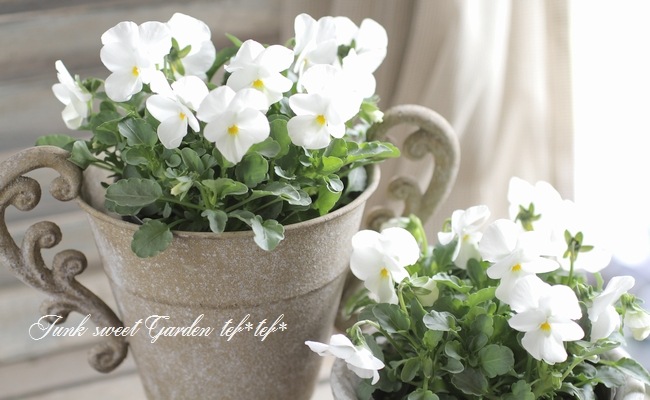 ◇ビオラ・ももかシリーズ 『しろ』 | すべての商品 | | Junk sweet