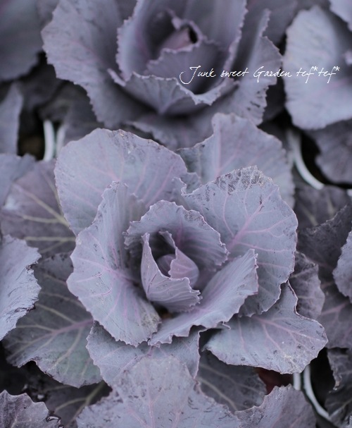 <i>Brassica</i><BR><BR>tef*tef*̥֡Ωơ<BR>С꡼ղð<BR>إ륭ѡ