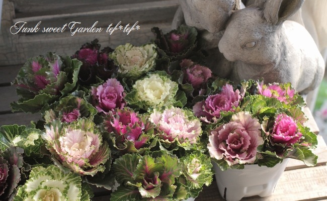 <i>Brassica</i><BR><BR>tef*tef*���̥֡�����Ω�ơ�<BR>�Ȥ���ա����饭���ղ�ð<BR>�ظ��ҡ��ե����ա�