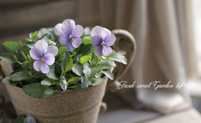 ビオラ ビビ クリアライトブルー すべての商品 Junk Sweet Garden Tef Tef