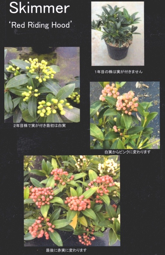 <i>Skimmia japonica</i><BR><BR>Ѵ<BR>ʼߥ<BR>إå 饤ǥ եåɡ