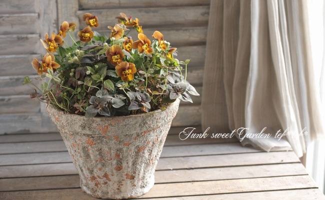 tef*tef*寄せ植え<BR>2015 * no.103 *<BR><BR>ビオラ『ディージェイ