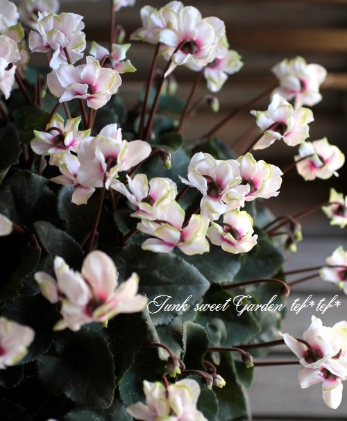 <i>Cyclamen persicum Mill</i><BR><BR>Ȭ�ź餭��������<BR>�褬���꡼��<BR>�إ��꡼��ƥ�����٥饤�ȥԥ�