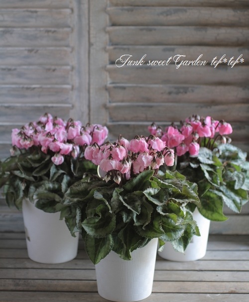 <i>Cyclamen persicum</i><BR><BR>>ܥΤ褦ʢ<BR>󡦥㥤<BR>إե졼