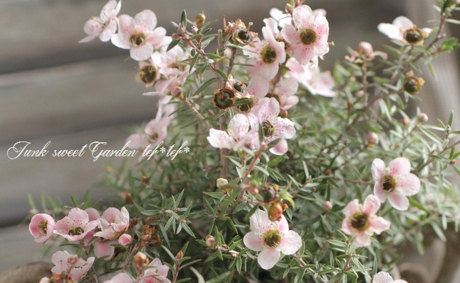 <i>Leptospermum scoparium</i><BR><BR>˶в<BR>֥奦Х