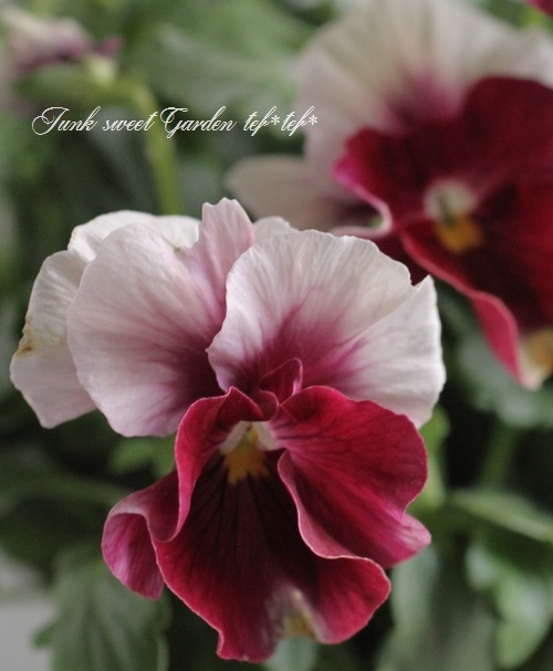 臘ꥸʥӥ顡إ쥤ܡPRB١ԥ󥯥ӡ