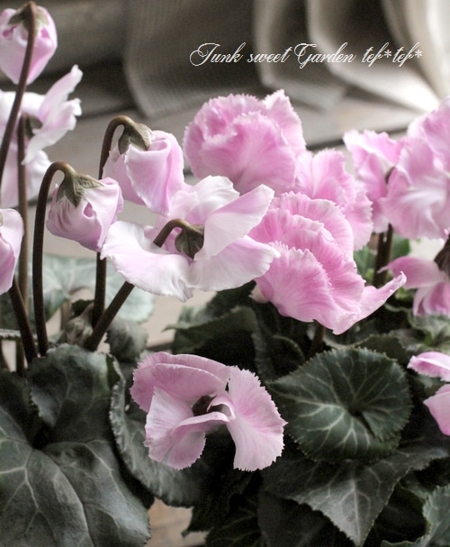 Cyclamen　エルメスラグ【最終価格】 Cyclamen エルメスラグ【最終価格】 Cyclamen エルメスラグ【最終価格