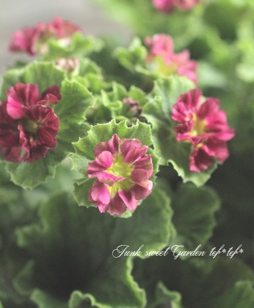 �ץ��顦���֥��˥���Ķ���������ʼ���إץꥫ��ȥ�٥ޥ��󥿿�