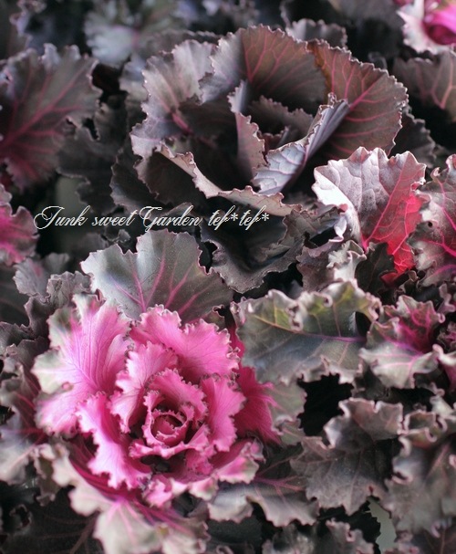 <i>Brassica oleracea var. </i><BR><BR>ե󥸤İ<BR>ղð