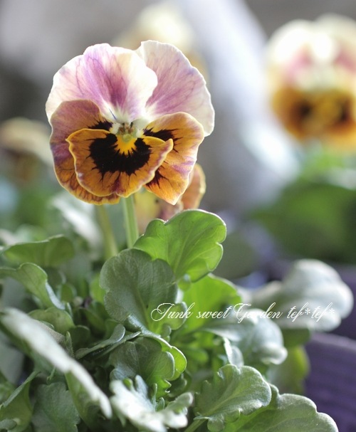 i>Viola×wittrockiana </i><BR><BR>平塚弘子さんビオラ<BR>『心音