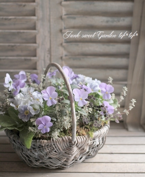 i>Viola×wittrockiana </i><BR><BR>ブルーグレーのビオラ<BR