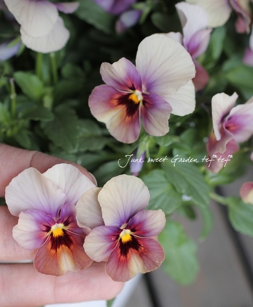 i>Viola×wittrockiana </i><BR><BR>ももかビオラ<BR>『ぶどうももか