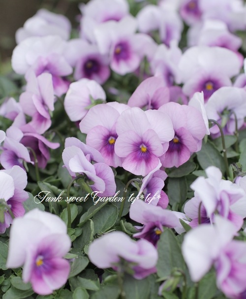 【希少】JOSEH HORENSTEINER 1975 ヴィオラ ビオラ 希少】JOSEH HORENSTEINER 1975 ヴィオラ ビオラ