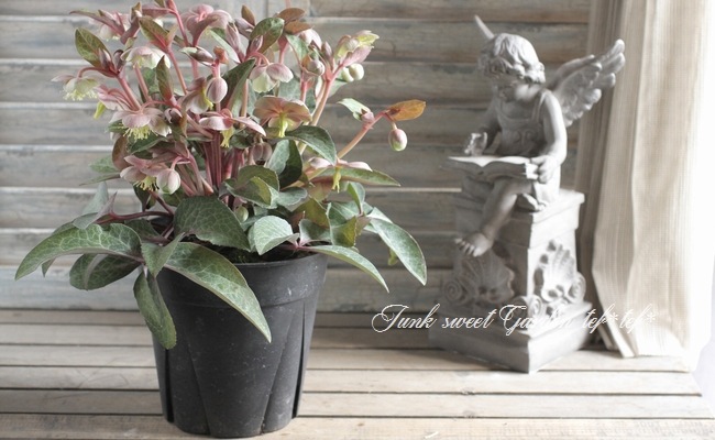 i>Helleborus lividus</i><BR><BR>小輪クリスマスローズ<BR>原種系
