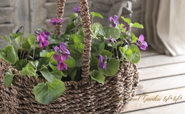 i>Viola odorata</i><BR><BR>ビオラ・オドラータ<BR>ニオイスミレ