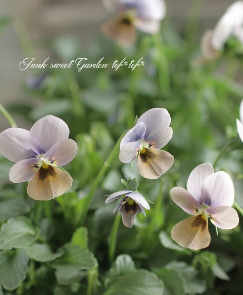 【未使用品】クレモナ　ビオラ　SVA100 16\"サイズ　2016年 未使用品】クレモナ ビオラ SVA100 16