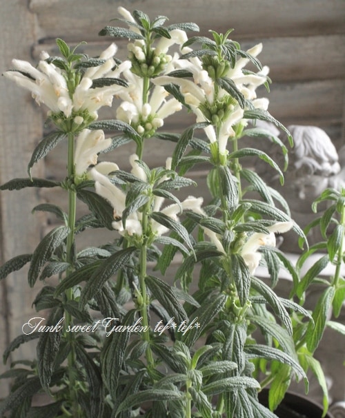 Puntiniレオノチス・レオヌルス苗 楽天市場】【ケース販売：24入】 レオノティス・レオヌルス