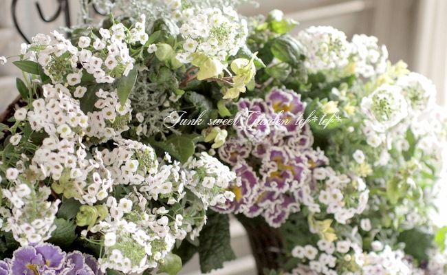 tef*tef*寄せ植え<BR>2016 * no.1 *<BR><BR>『アリッサム×プリムラ