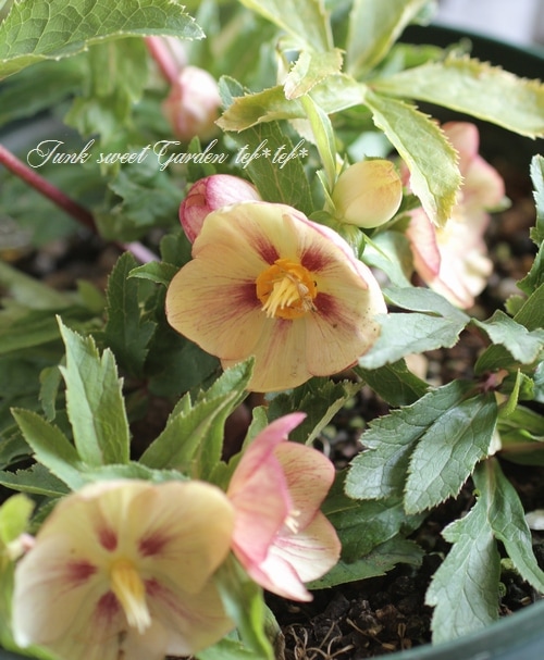 【おまとめ】オールドローズのハーフリース☘モーニングイエロー おまとめ】オールドローズのハーフリース☘モーニングイエロー お