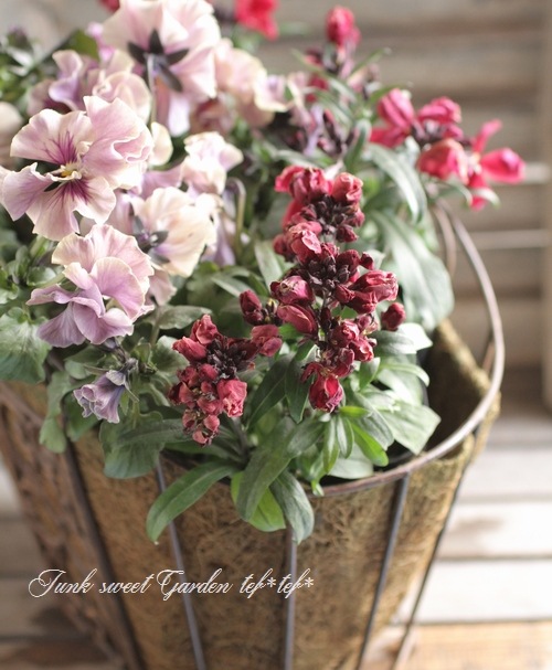 �ڻ��ߡۥ����Х�Х����åȡ� ���꡼��䥷�ޥå���