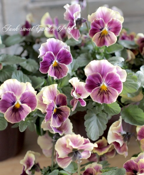 i>Viola×wittrockiana </i><BR><BR>Luxury selection ビオラ<BR