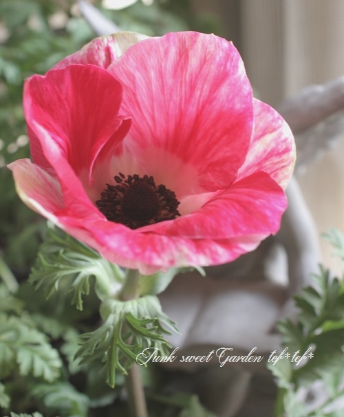 大輪系アネモネ 『ミストラル』 MIX | すべての商品 | | Junk sweet