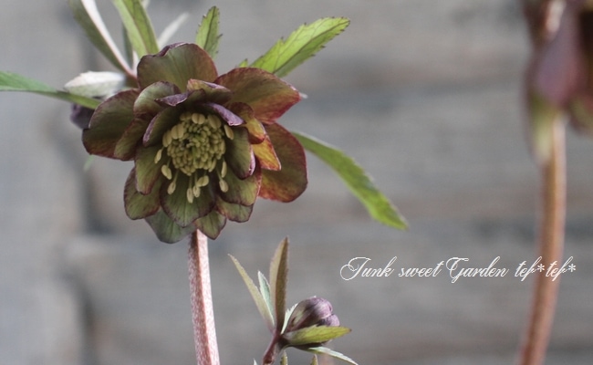 クリスマスローズ　絞り認定　鉄人06 i>ナーセリー夢花人</i><BR><BR>三浦孝之氏作出<BR>クリスマスローズ