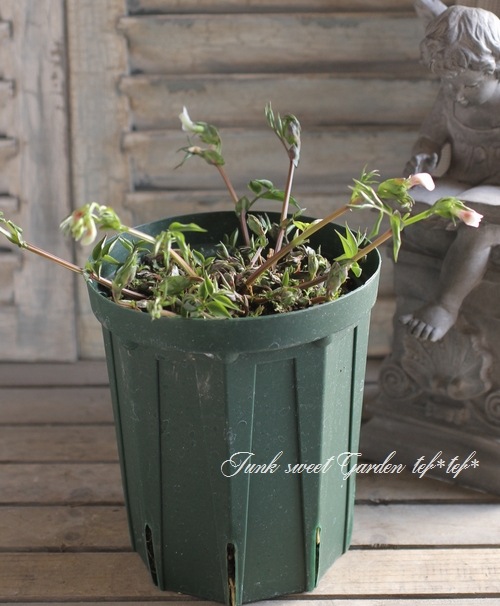 �������ɺ������ȥԡ����إ饷�饹���ۥ磻�ȡ��ԥ󥯡�