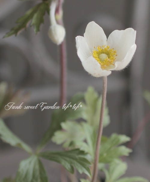 �����θ��異�ͥ�͡�����٥��ȥꥹ�إޥɥ�ʡ١إ��Ρ��ɥ��åס����ͥ�͡�