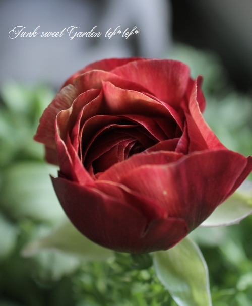 i>Ranunculus asiaticus</i><BR><BR>見元園芸の新品種！<BR