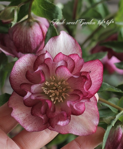 クリスマスローズ i>Helleborus</i><BR><BR>クリスマスローズ・開花株！<BR>『ダブル咲き
