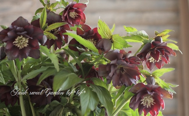 ✿㉖-271クリスマスローズ i>Helleborus</i><BR><BR>クリスマスローズ・開花株！<BR>『ダブル咲き