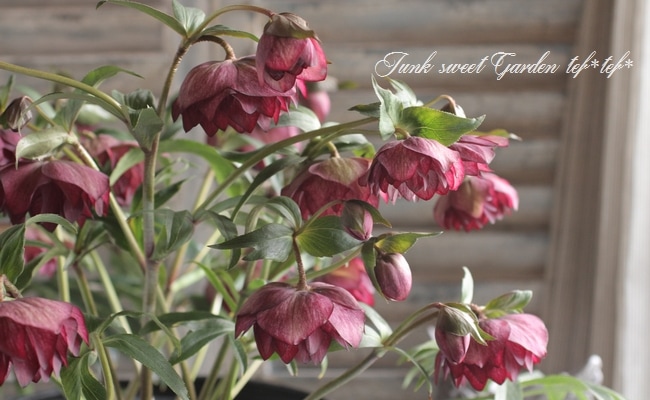 クリスマスローズ 楽天市場】2023年新入荷苗 クリスマスローズ オリエンタリス パープル