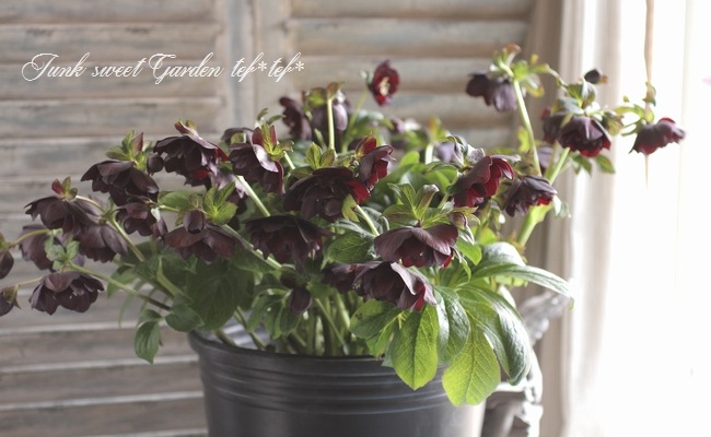 ⭐︎　ブラックローズのみ b00izrp2yy.jpg