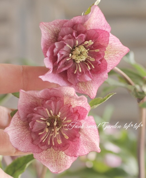 i>Helleborus</i><BR><BR>クリスマスローズ・開花株！<BR>『ダブル咲き