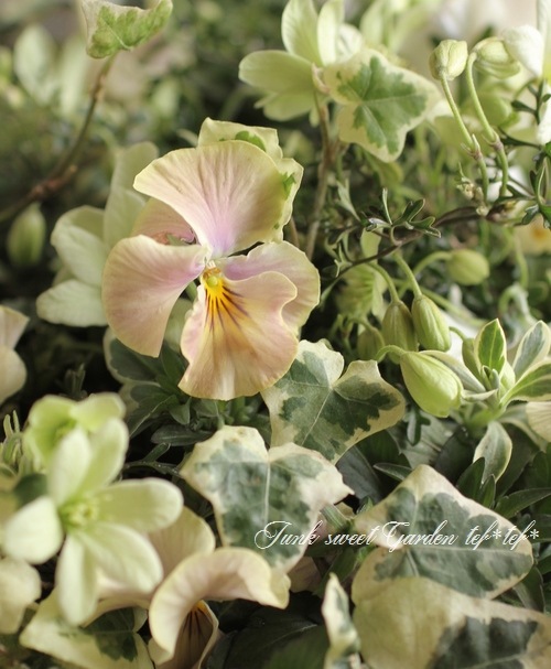 花 先日作った寄せ植えたち。 1週間様子を見て、問題なく育っているので